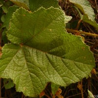 Rubus indicus Thunb.